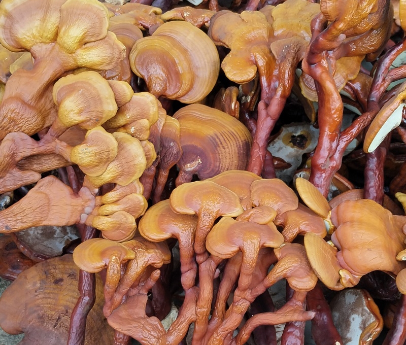 灵芝孢子粉茶包装，深色罐装，标签清晰显示产品名称和营养成分